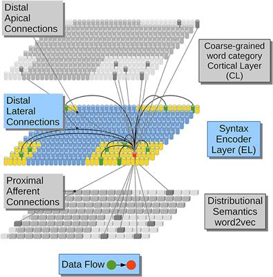 A Computational Theory for the Emergence of Grammatical Categories in Cortical Dynamics